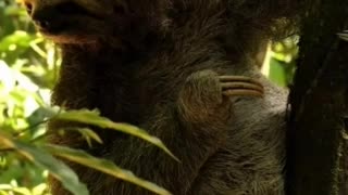 Surprising Secrets of Sloths: Unveiling Fascinating Facts about the Slowest Mammals on Earth!