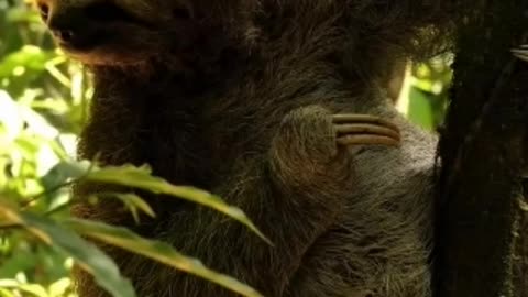 Surprising Secrets of Sloths: Unveiling Fascinating Facts about the Slowest Mammals on Earth!