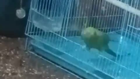 Parrot leaving from cage