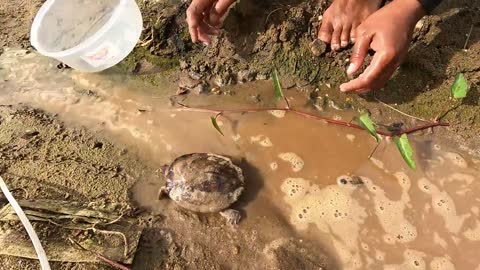 Amazing Catching Turtles in the Nest and Fishing Betta fish Lobster in a lake near the village-1