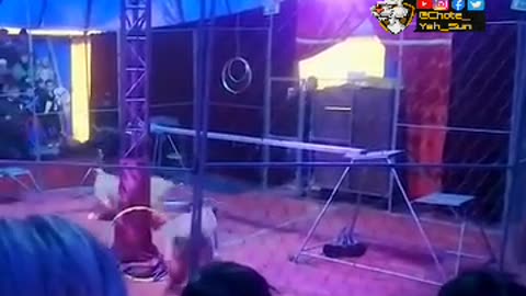 Dont Miss🙀 | Lion Attacked Man In Circus 🙀🔥🔥🔥