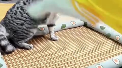 Pawsitively Funny: The Top Cat Comedy Compilation