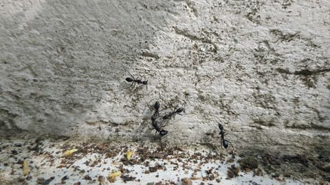 Carpenter Ants Fight