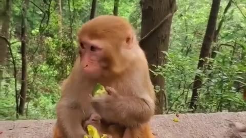 Monkey and Baby enjoying eating fruits