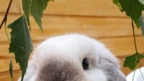 Eating Bunny ● Rabbit