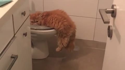 When your cat moonlights as a plumber! 😹🚽