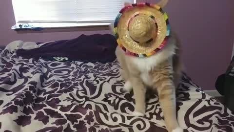 Hat Is Stuck On Cat's Face Gets Annoyed