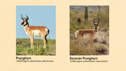 Cabeza Prieta NWR_ Saving the Sonoran Pronghorn_1