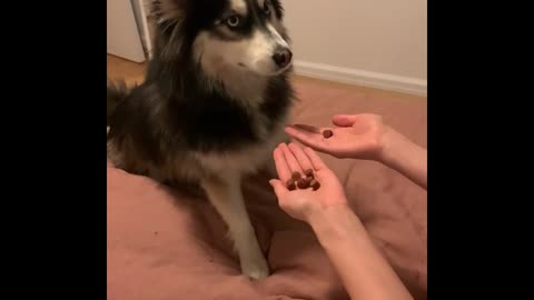 Funny dog playing guessing hand .