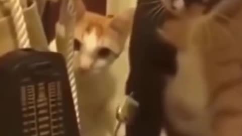 Funny Cat Scared To a Clock