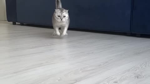 Funny Cat video