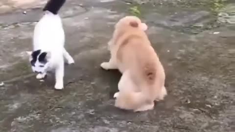 Cat vs dog fight who win? Guess!!