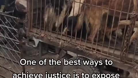 China dog meat trade