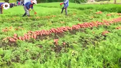 30 Beautiful Moments When Farmers Harvest Agricultural Products ▶ 1