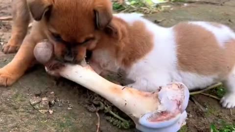 Two Cute dog puppies playing with bone