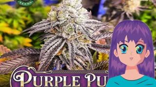 Purple Punch – Greenpoint Seeds