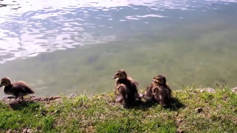 duck chick