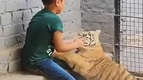 Kid messing up with tiger 🐅