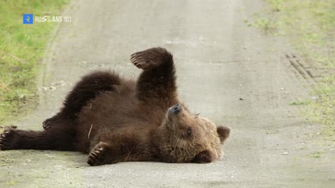 Do PET Brown Bears Live With RUSSIAN'S