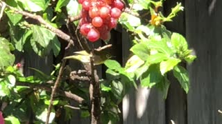 More happy Back Yard Birds in Hawai’i