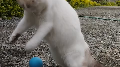 Cat playing football