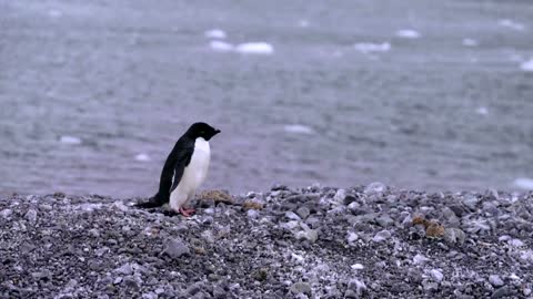 How krill fishery threatens Antarctic wildlife