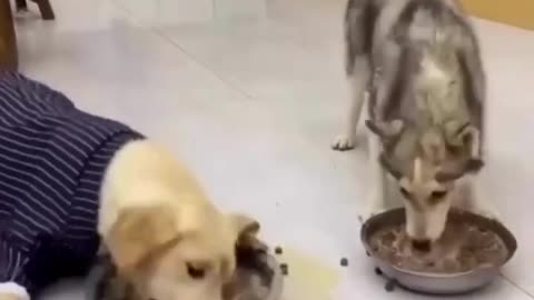 Huskey and Labrador eating food