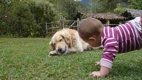 A Golden Retriever, a Baby and a Tennis Ball