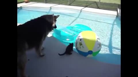 Cats Hates Water