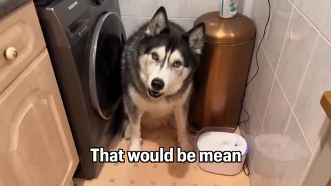Did My Husky Forget How To Speak?!