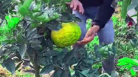 Amazing Tasty fruits 😋 22