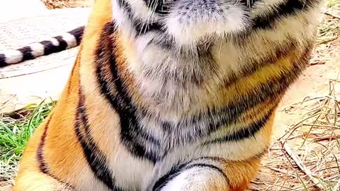 What a cute big tiger