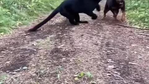 Rottweiler vs black panther 🔥😰