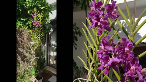 💜 The Color Purple 💜 😍 The Color of Royalty Expressed in Orchid Blooms #ninjaorchids