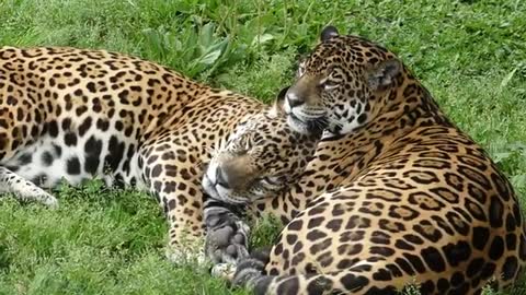 animal world jaguar couple 2022