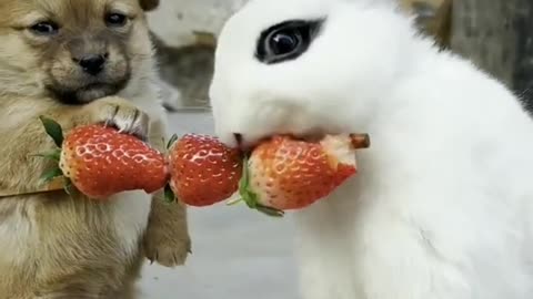 Cute pet animal video