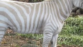 The Bizarre Albino Zebra!