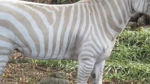 The Bizarre Albino Zebra!