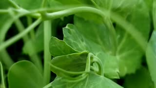 How to cut pea shoot microgreens