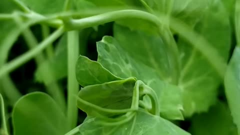 How to cut pea shoot microgreens
