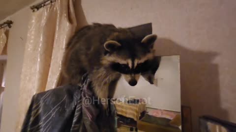 Kherson Racoon Is Playing🦡🥰