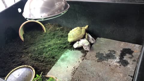 Indoor tortoise care for Mediterranean - pet setup enclosure tips - natural modern keeping methods-5