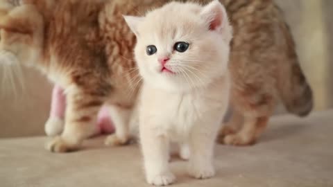 Cute meowing kittens