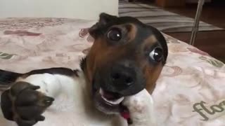 Jack Russell Gently Holds Paw in Mouth