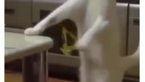 Cat dancing