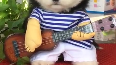 Dog are try to play guitar... funny video 😂😂