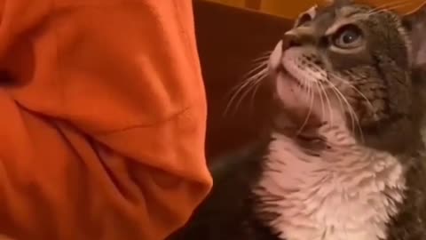 Cute cat videos to keep smiling