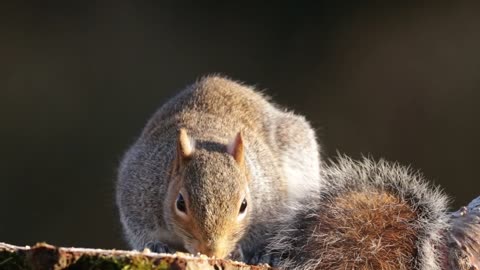 Squirrel Animal Feeding