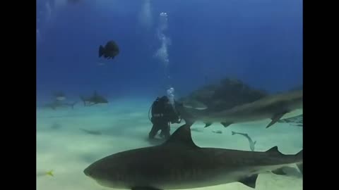 Tiger Shark pair