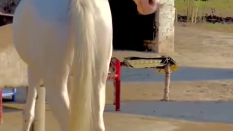 Amazing photoshoot with 🐎 horse